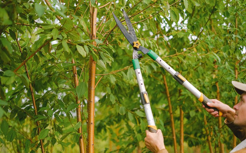 Tree trimming in Swedesboro, NJ